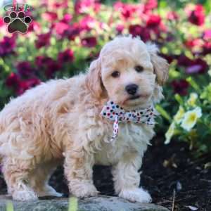 Brodie, Havapoo Puppy